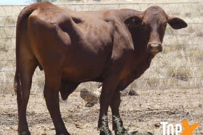 120 Backgrounder Steers