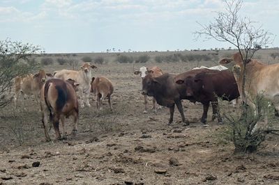 Approx. 192 Flat Back Steers