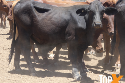 120 Backgrounder Steers