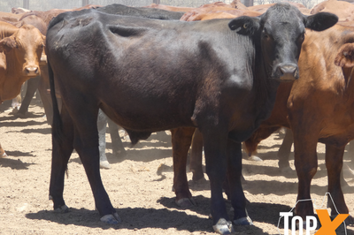 120 Backgrounder Steers