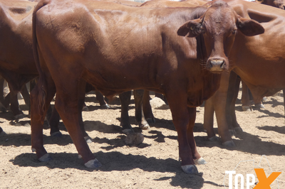 120 Backgrounder Steers