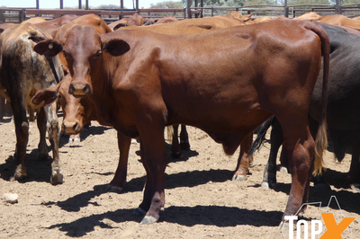 120 Backgrounder Steers