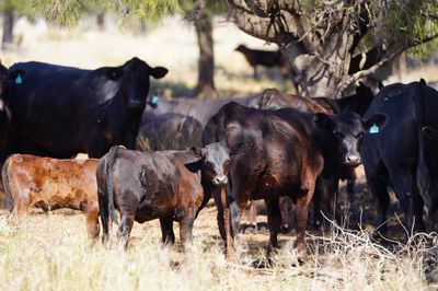 90 Angus Heifers & Calves