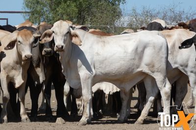 A+ 94 CHARBRAY/BRANGUS/BRAHMAN X STEERS