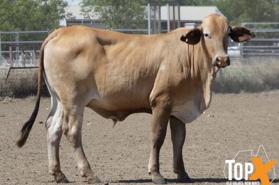 A+ 94 CHARBRAY/BRANGUS/BRAHMAN X STEERS