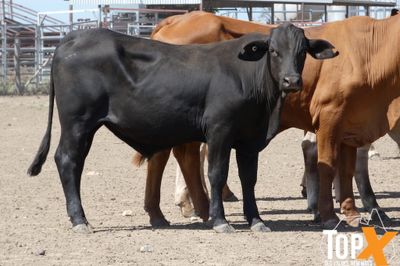 A+ 94 CHARBRAY/BRANGUS/BRAHMAN X STEERS