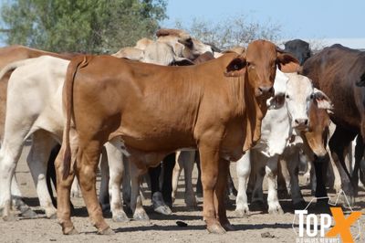 A+ 94 CHARBRAY/BRANGUS/BRAHMAN X STEERS