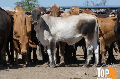 A+ 94 CHARBRAY/BRANGUS/BRAHMAN X STEERS