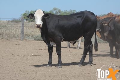 A+ 94 CHARBRAY/BRANGUS/BRAHMAN X STEERS