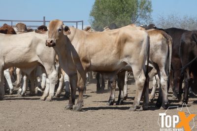 A+ 94 CHARBRAY/BRANGUS/BRAHMAN X STEERS