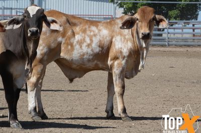 A+ 94 CHARBRAY/BRANGUS/BRAHMAN X STEERS