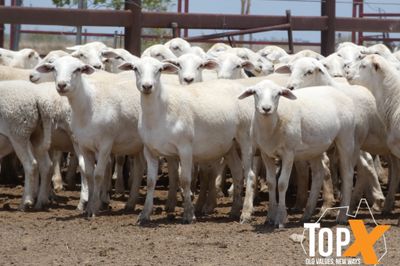 A+ 970 AUST. WHITE WETHER LAMBS