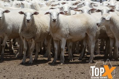 A+ 970 AUST. WHITE WETHER LAMBS