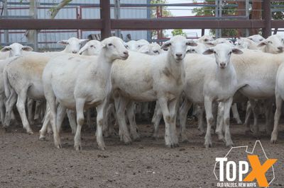 A+ 970 AUST. WHITE WETHER LAMBS