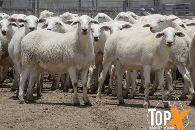 A+ 970 AUST. WHITE WETHER LAMBS