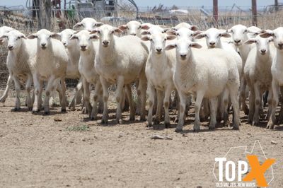 A+ 970 AUST. WHITE WETHER LAMBS