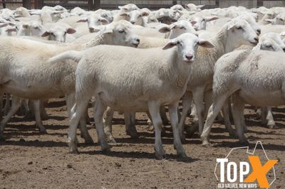 A+ 970 AUST. WHITE WETHER LAMBS
