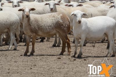 A+ 970 AUST. WHITE WETHER LAMBS