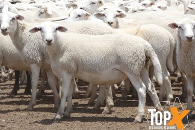 A+ 970 AUST. WHITE WETHER LAMBS