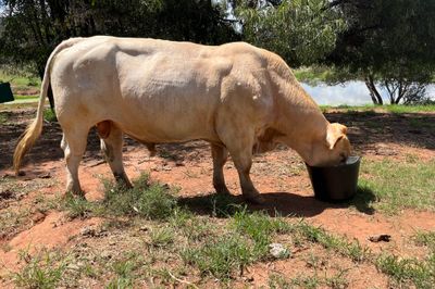ELRIDGE CHAROLAIS BULL