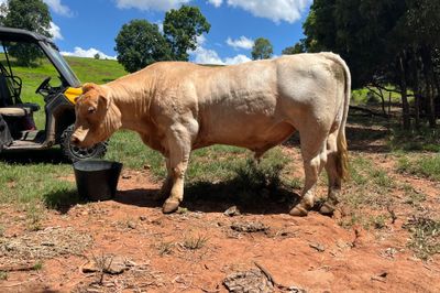 ELRIDGE CHAROLAIS BULL