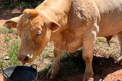 ELRIDGE CHAROLAIS BULL
