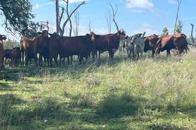 10-20 cow calf units