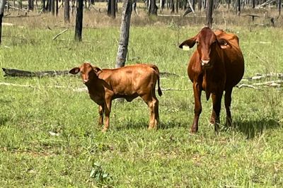 10-20 cow calf units