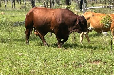 10-20 cow calf units