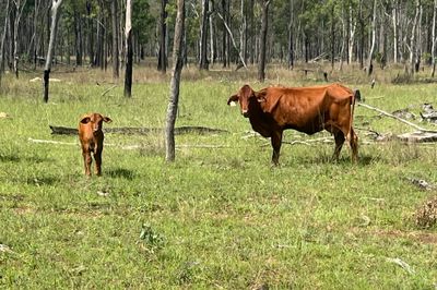 10-20 cow calf units
