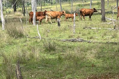 10-20 cow calf units