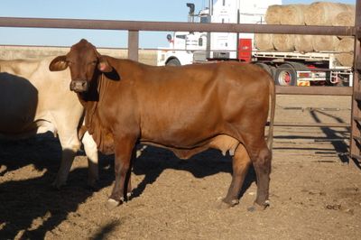 3 Decks of PTIC Droughtmaster Cows