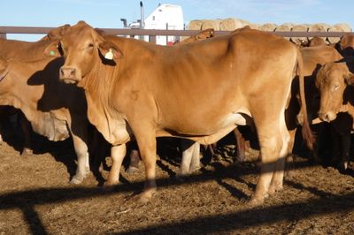 3 Decks of PTIC Droughtmaster Cows