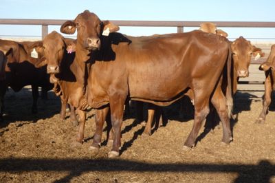 3 Decks of PTIC Droughtmaster Cows