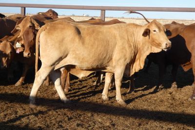 3 Decks of PTIC Droughtmaster Cows