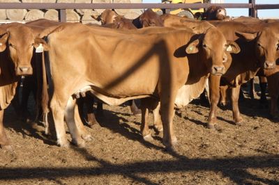 3 Decks of PTIC Droughtmaster Cows