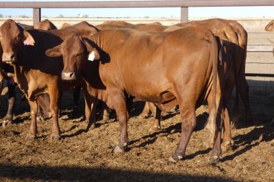 3 Decks of PTIC Droughtmaster Cows