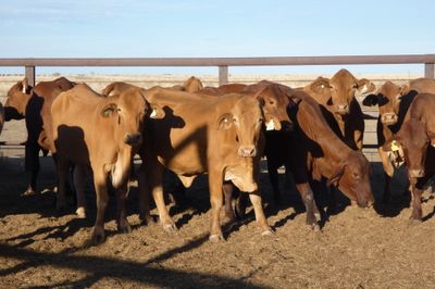 3 Decks of PTIC Droughtmaster Cows