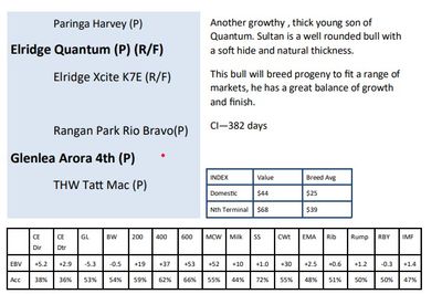 ELRIDGE CHAROLAIS BULL