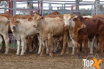 A+ 221 WEANERS - BIG WEIGHT COMPENSATORY GAINS