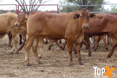 A+ 221 WEANERS - BIG WEIGHT COMPENSATORY GAINS