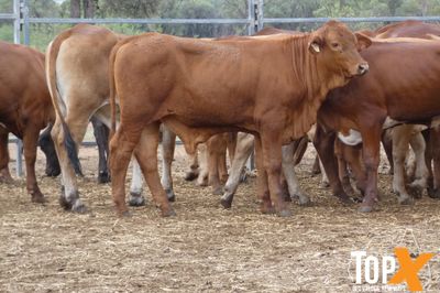 A+ 221 WEANERS - BIG WEIGHT COMPENSATORY GAINS