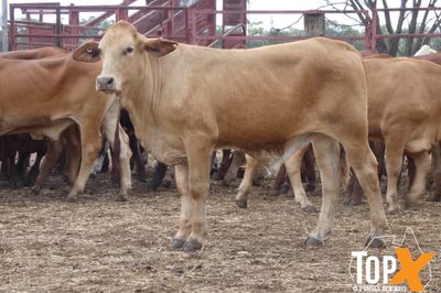 A+ 221 WEANERS - BIG WEIGHT COMPENSATORY GAINS