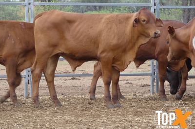 A+ 221 WEANERS - BIG WEIGHT COMPENSATORY GAINS