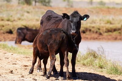 90 Angus Heifers & Calves