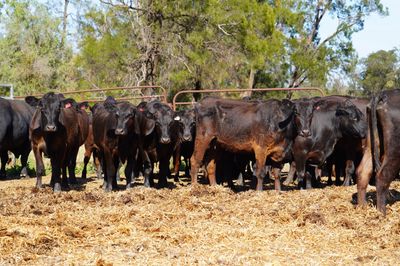 45 2nd Calf Angus Cows & Calves
