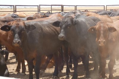 116 VGQ Xbred & Brahman Feeder Steers