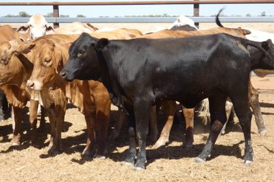 84 VGQ Cross Bred Heifers- PTE