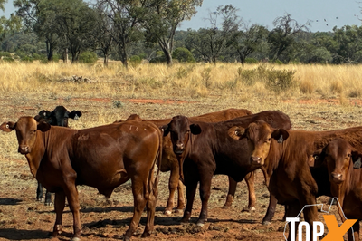 100 Mixed Sex Santa Weaners