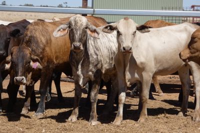 84 VGQ Cross Bred Heifers- PTE